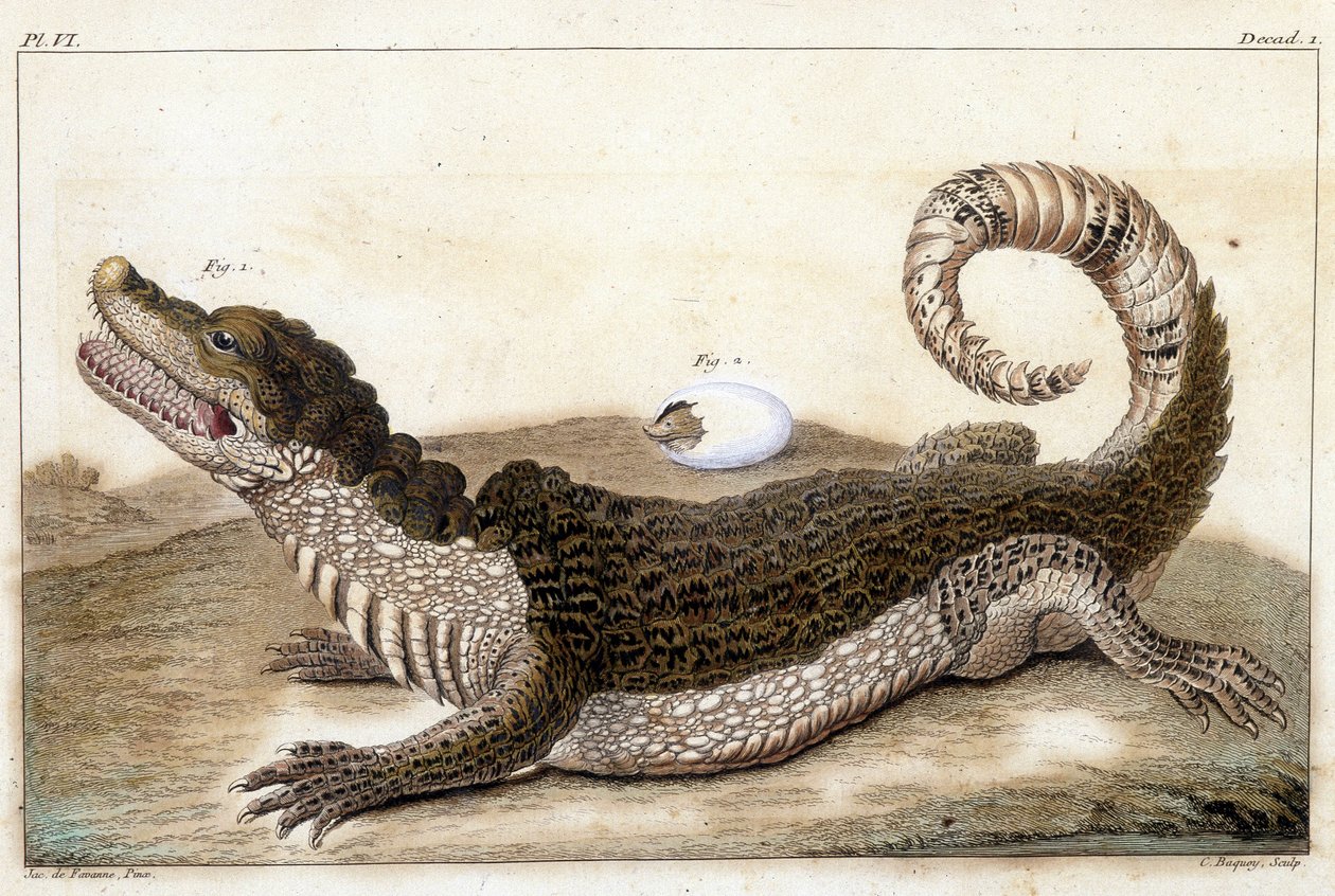 Crocodile of Surinam (Cayman) - i "" Hva er mer interessant og nysgjerrig blant dyr og mineraler for å tjene som intelligens til den generelle historien til de tre naturens styre"" av Buchoz, sent 18. S.¿ av Unknown artist