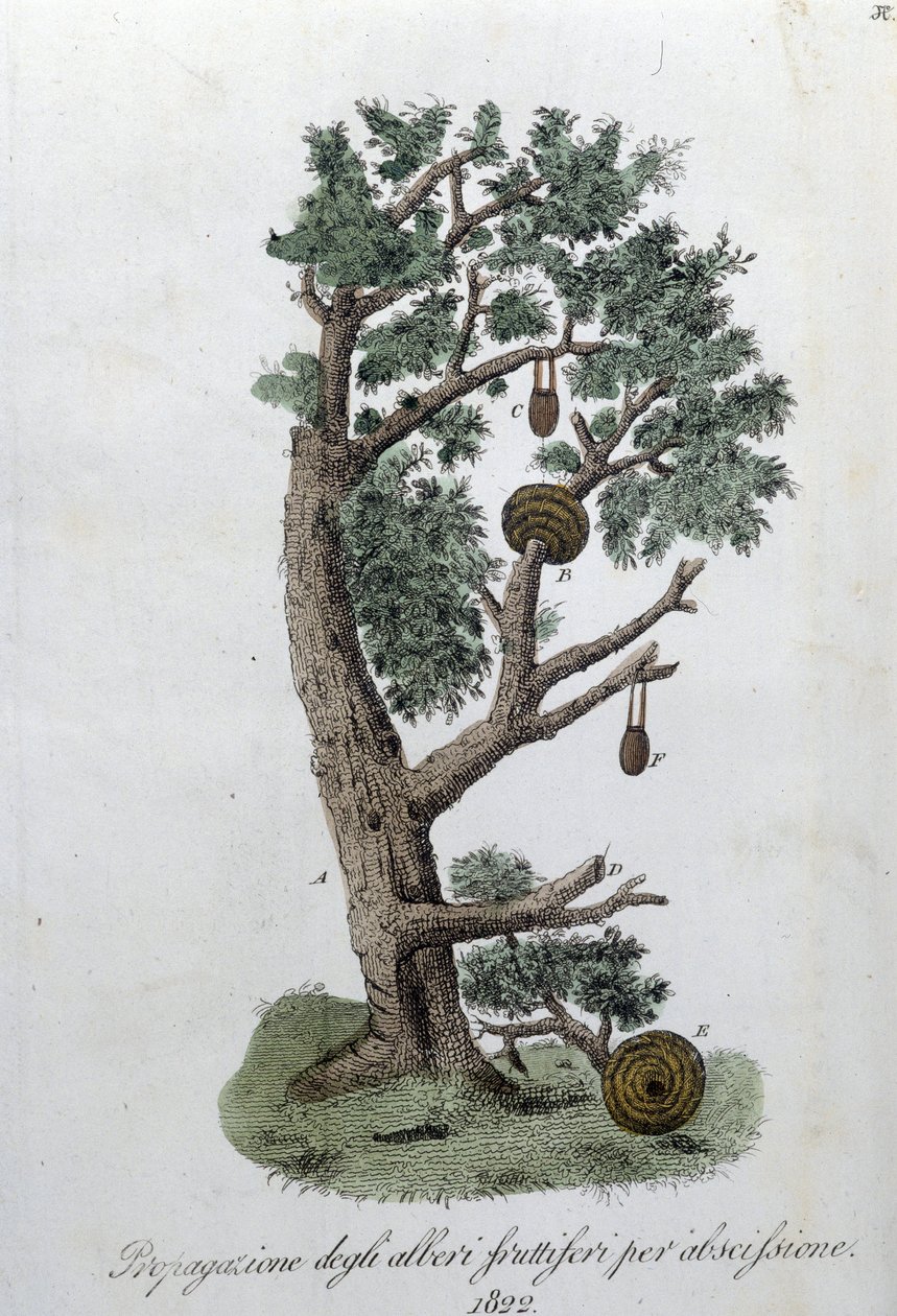 Skjæresystem for utvikling av frukttrær. Tallerken hentet fra "" Giornale dell'agricoltura, arti e tecniche"" (Revue d'agriculture, arts et techniques). 1823. av Unknown artist