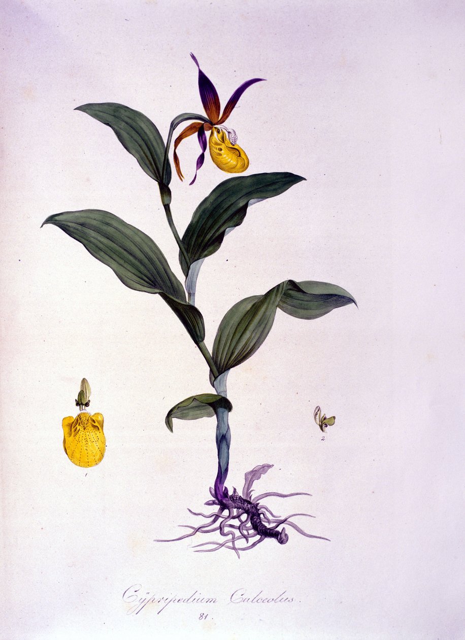 Cypripedium calceolus: type orkide. av Unknown artist