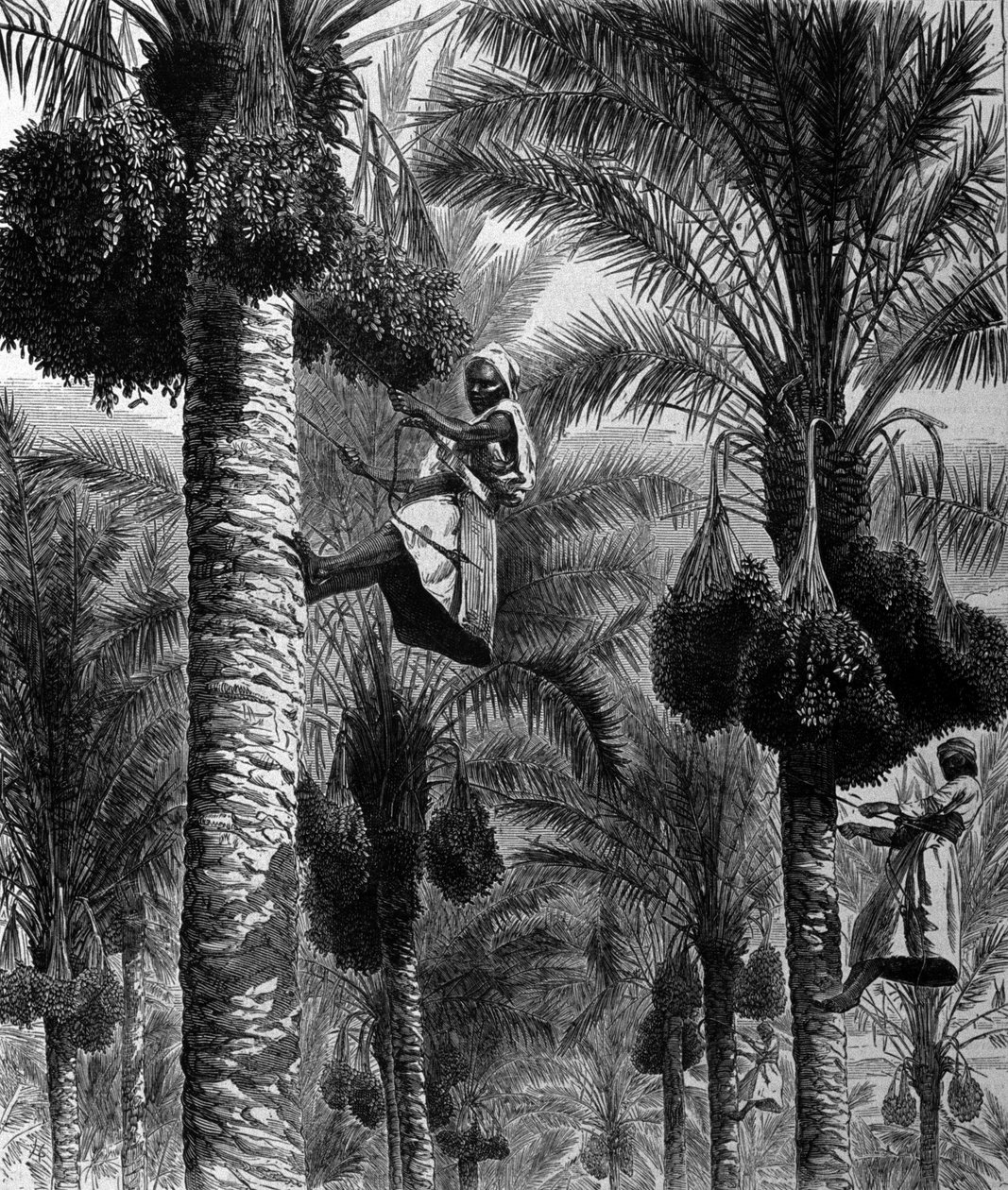Datoplukking i Ceylon (nåværende Sri Lanka) gravering fra 1800-tallet av Unknown artist