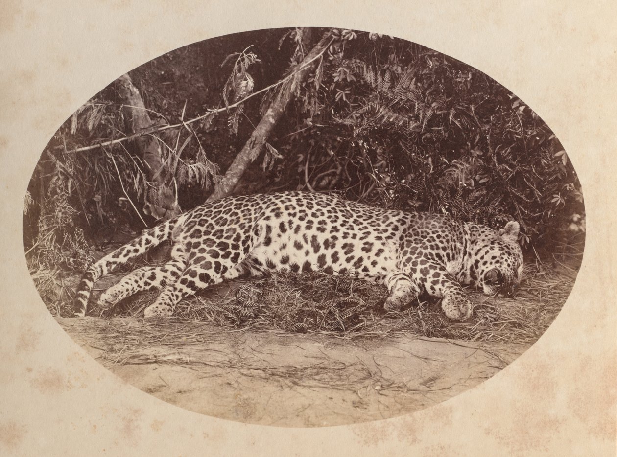 Død leopard av Unknown artist
