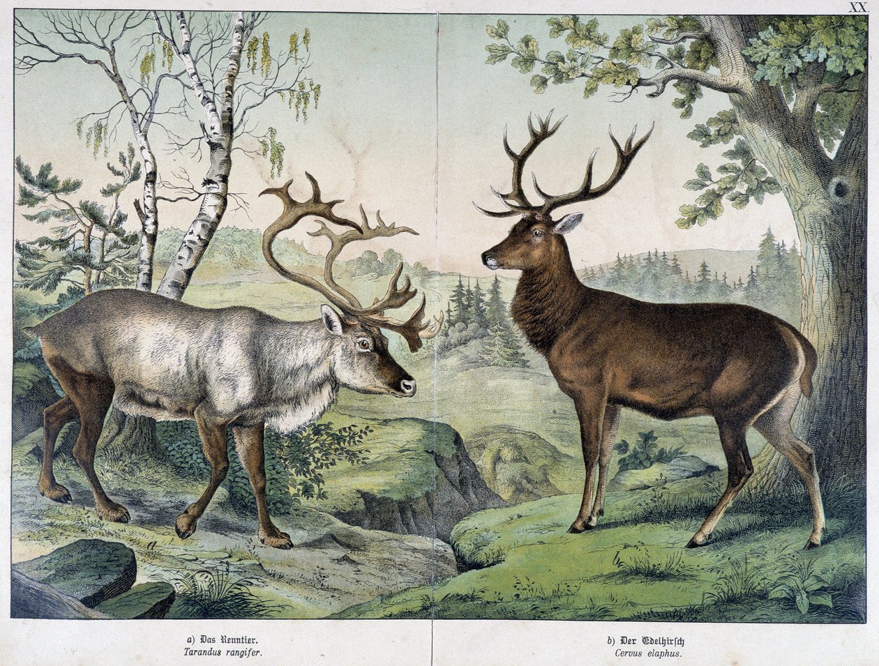 Deers - i "Natural History of Pattedyr", red. Schreiber av Unknown artist
