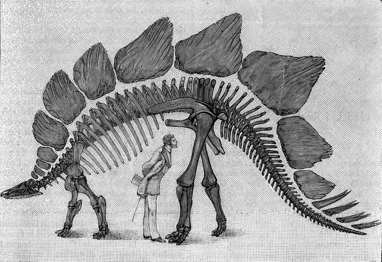 Dinosaurskjelett: “” Stegosaurus ungulatus””, mars. Upper Jurassic of the Rocky Mountains. Reproduksjon av tegningen formidlet av Mr. March til Albert Gaudry ved instituttet. Gravering i "" La Nature: revue des sciences et de leurs applications aux av Unknown artist