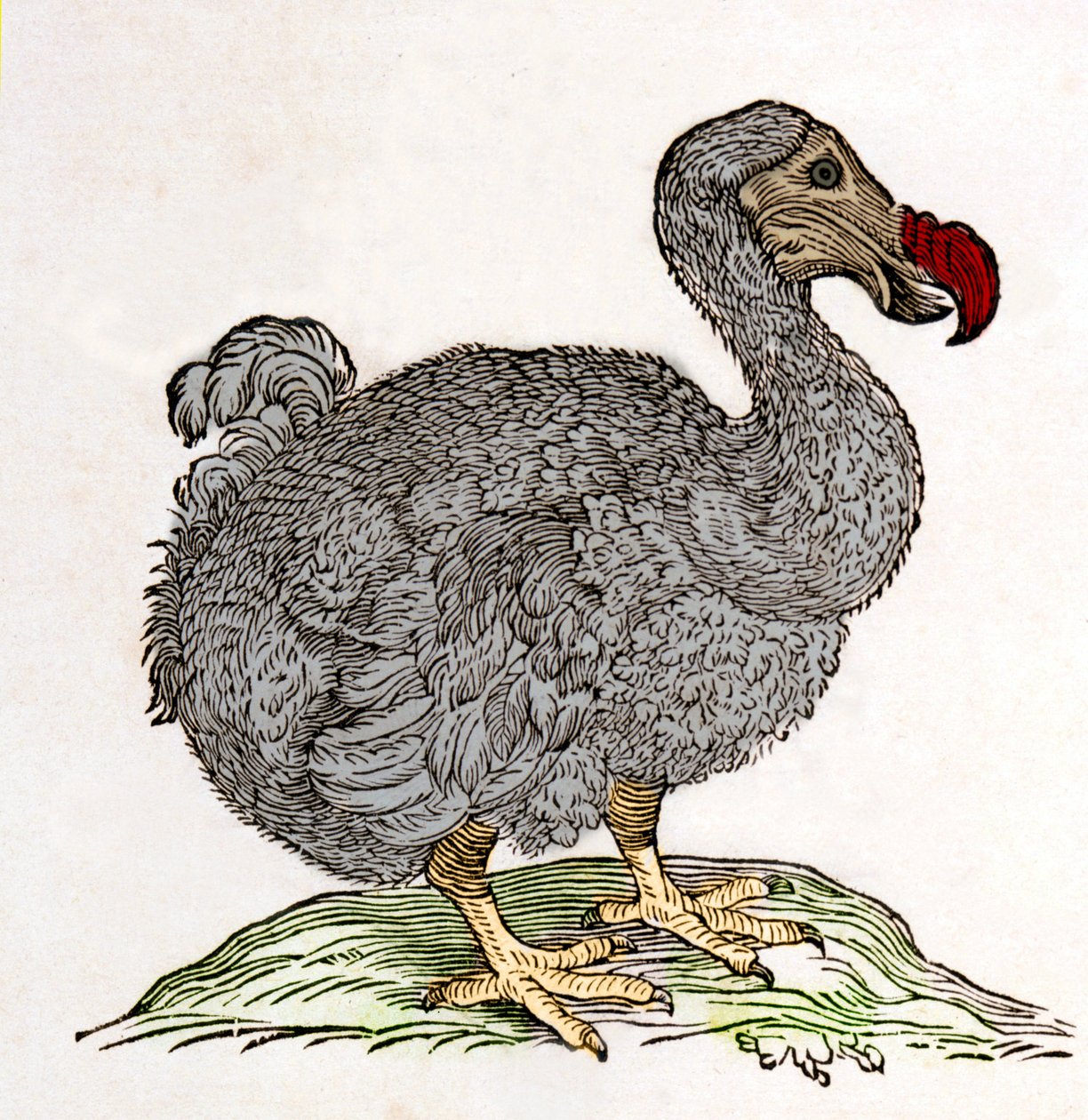 Dodo eller Dronte. Fugl forsvant - i "On both natural and medical matters in India" av William Piso, Amsterdam av Unknown artist