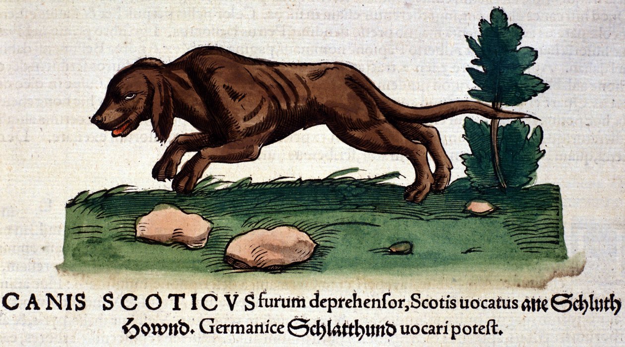 Hund fra Historia Animalium av Conrad Gesner, Tiguri 1560. Biblioteca Nazionale Braidense. Milan av Unknown artist