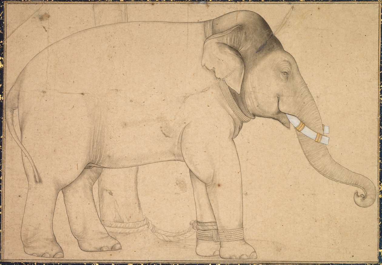 Tegning av en elefant av Unknown artist
