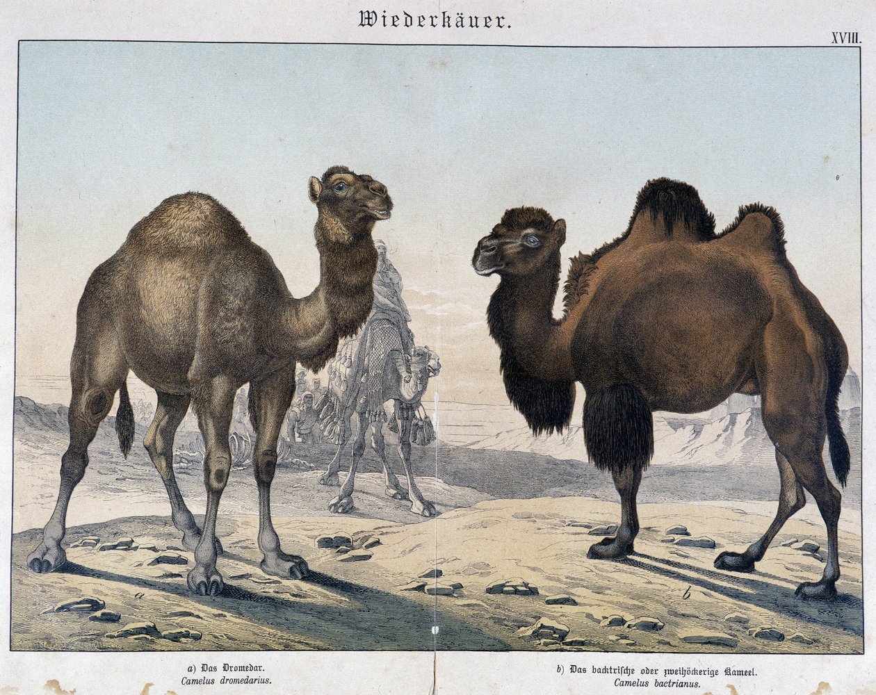 Dromedar og kamel - i "" Natural histories of pattedyr", red. Shreiber, München av Unknown artist