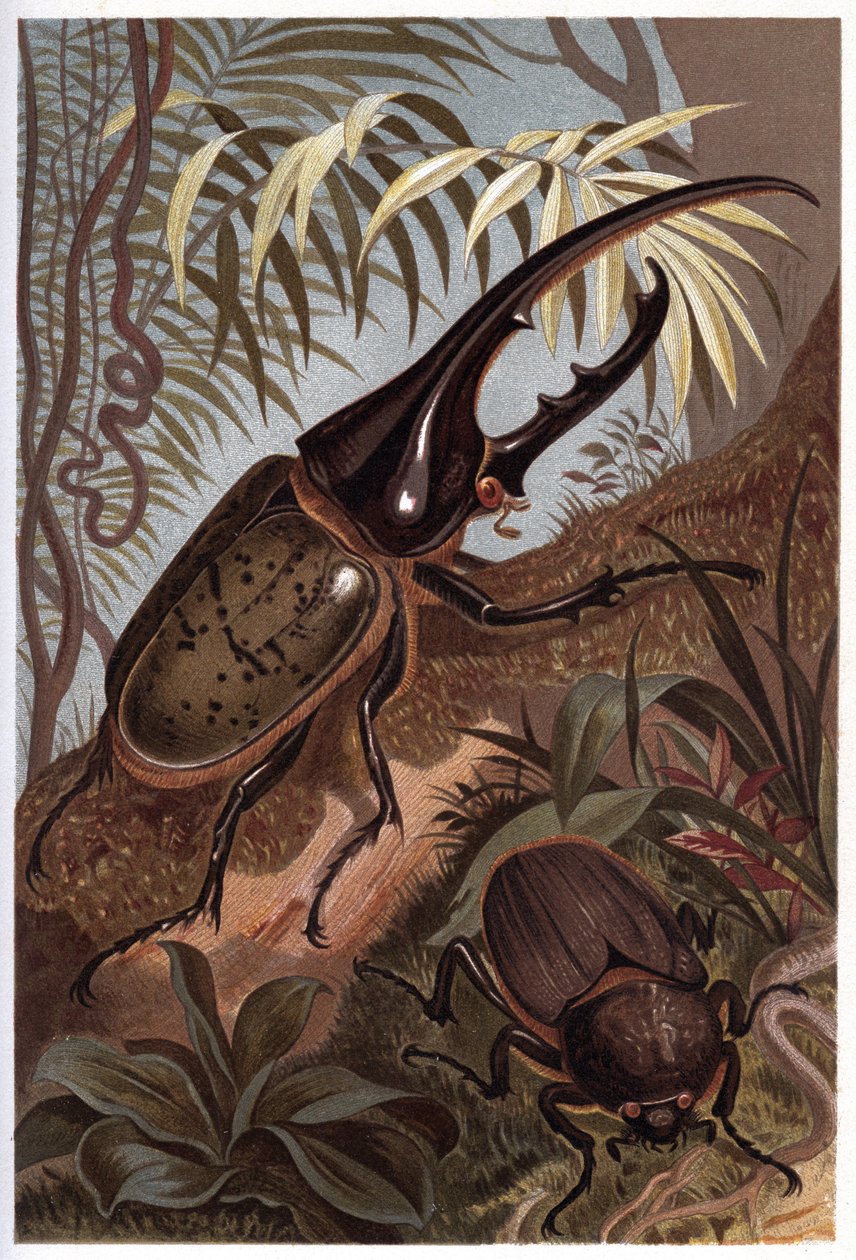 Dynastes hercules, scarabee neshorn - Hercules billen av Unknown artist