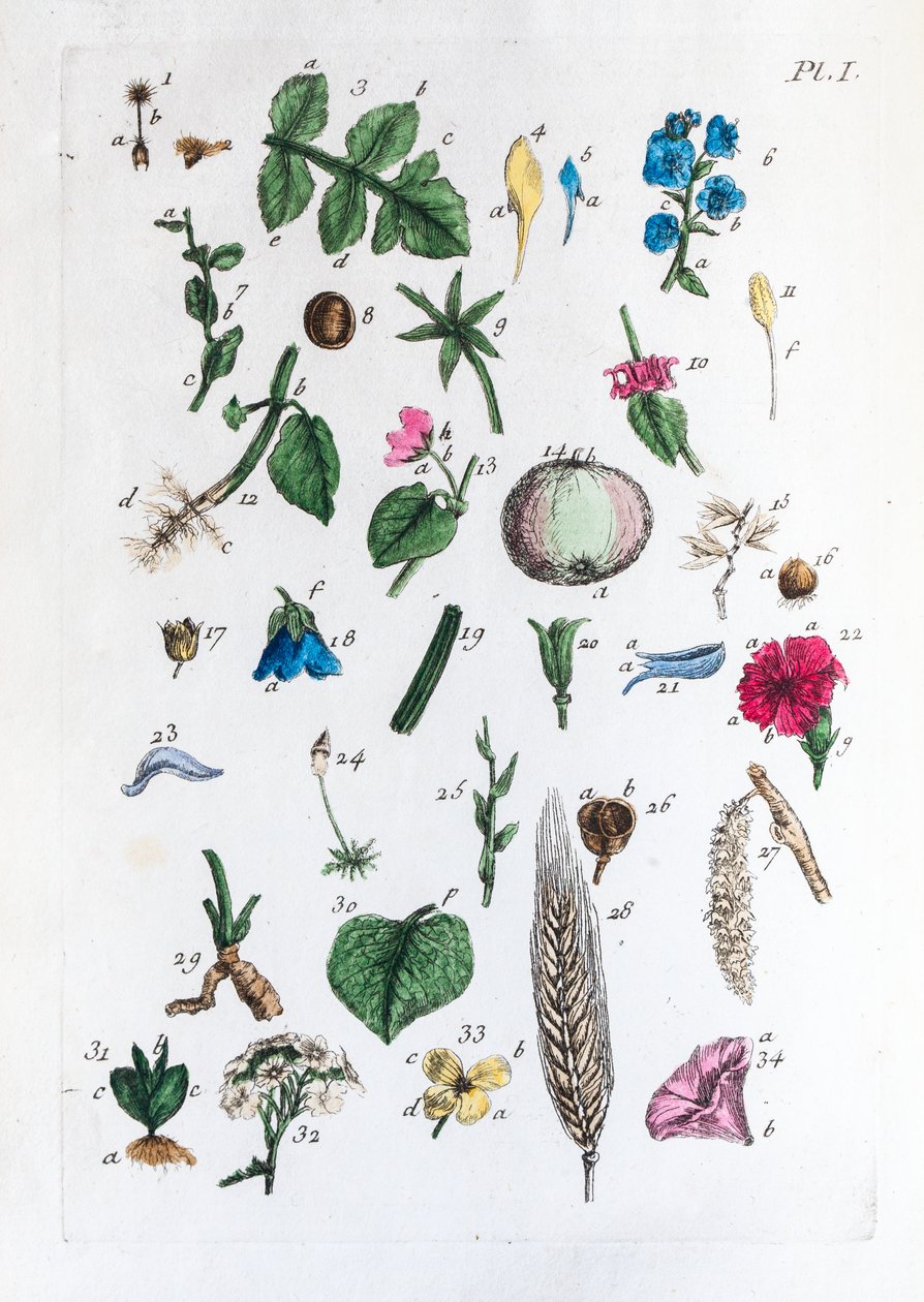 Elementær tabell over figurer og navnene deres i Flora Parisiensis av Unknown artist