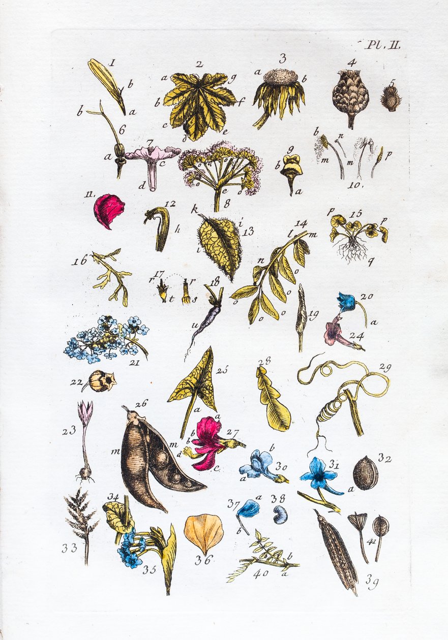 Elementær tabell over figurer og navnene deres i Flora Parisiensis av Unknown artist
