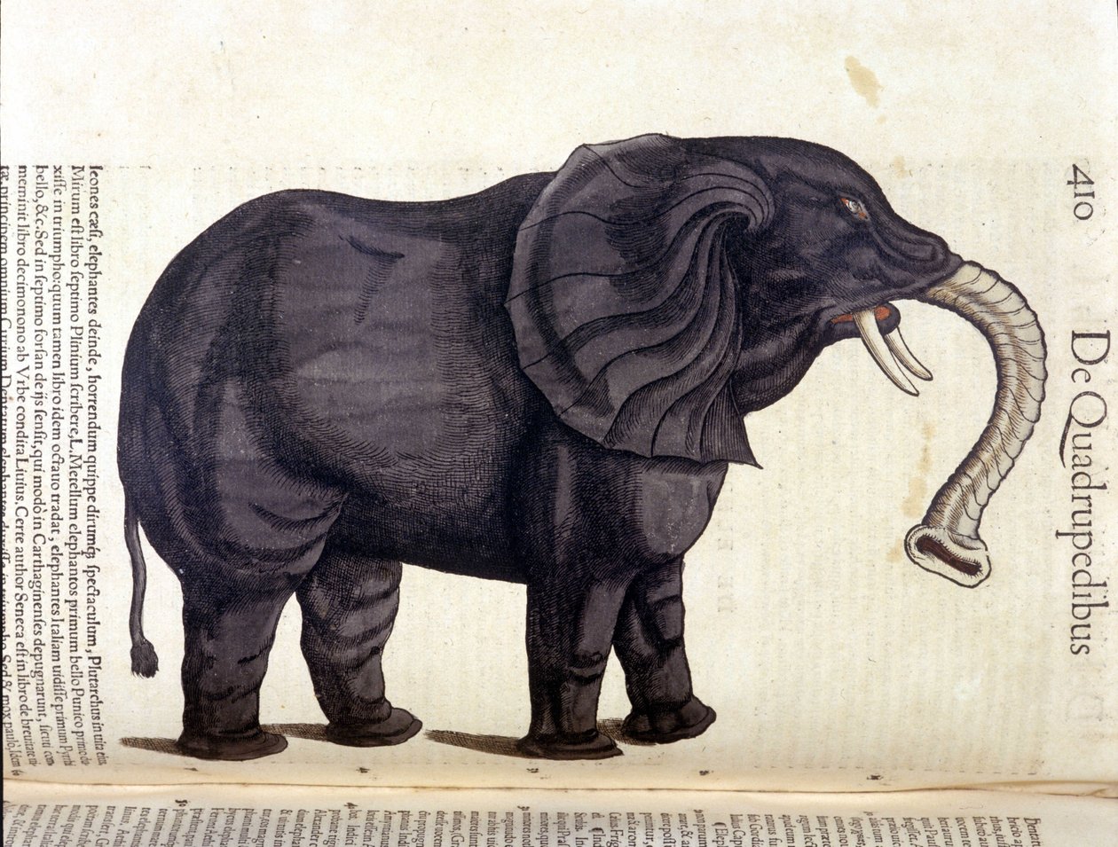 Elefant fra Historia Animalium av Conrad Gesner, Tiguri 1560. Biblioteca Nazionale Braidense. Milan av Unknown artist