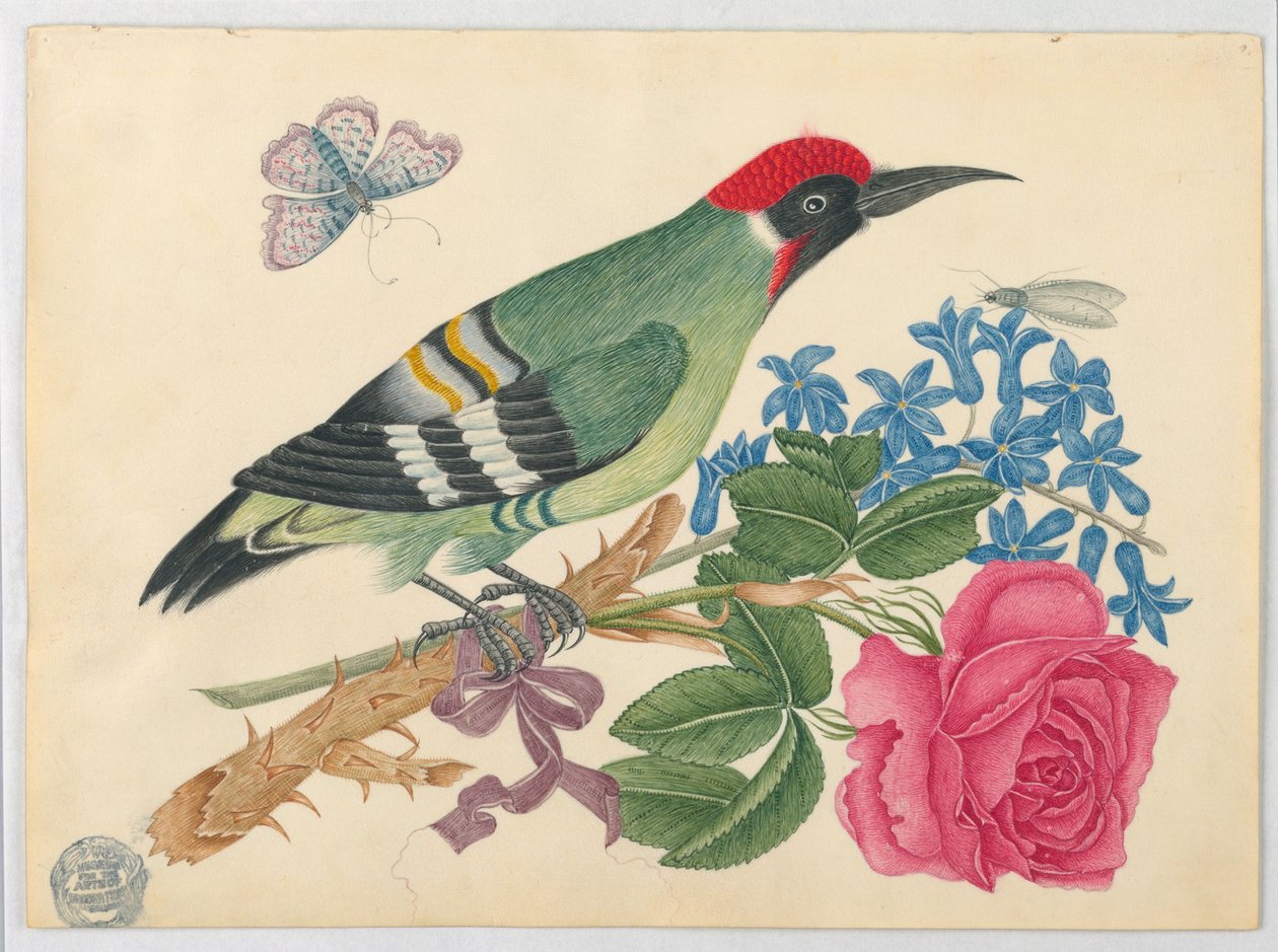 Europeisk grønn hakkespett på gren med rose og forglemmigei av Unknown artist