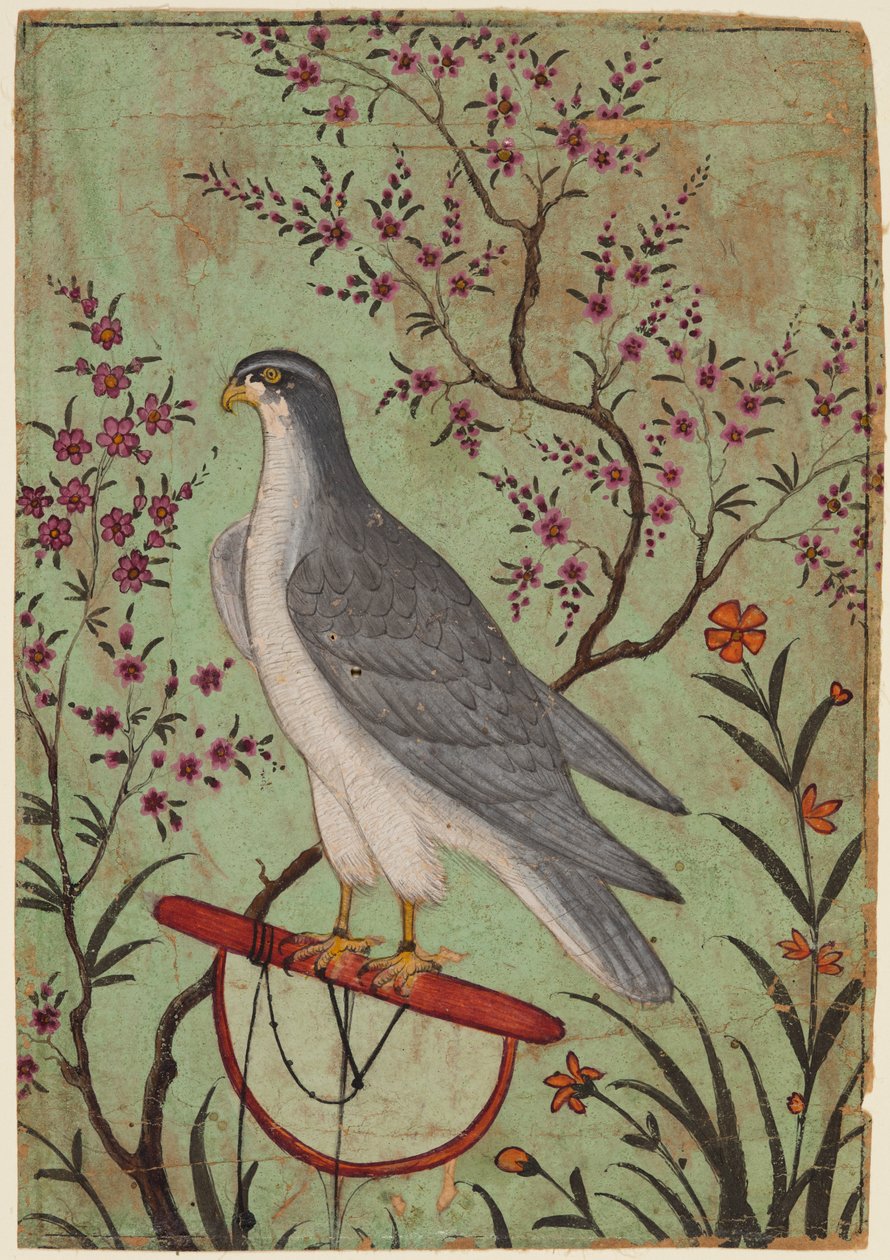 Falk på en abbor av Unknown artist