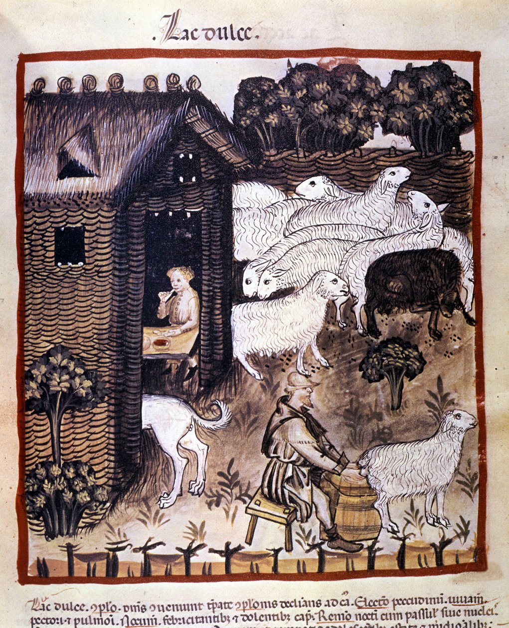 Gårdsarbeid: melking av sauer for å produsere melk og ost. Belysning fra melking av medisin og diett "" Tacuinum sanitatis"" av Unknown artist