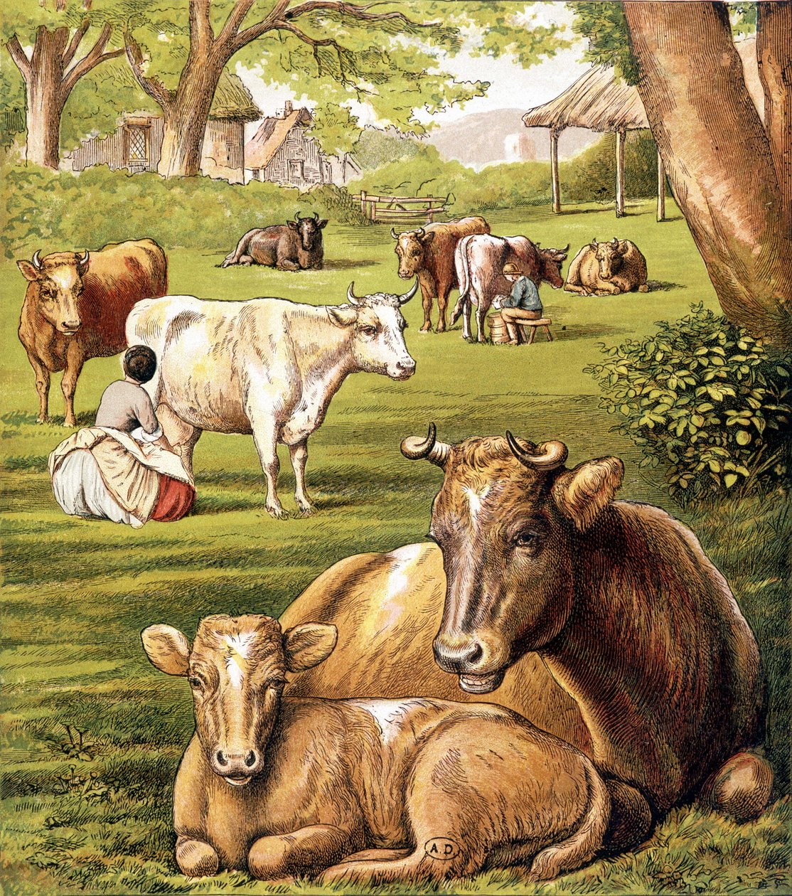 Bønder som trekker melk. 1800-tallet. av Unknown artist