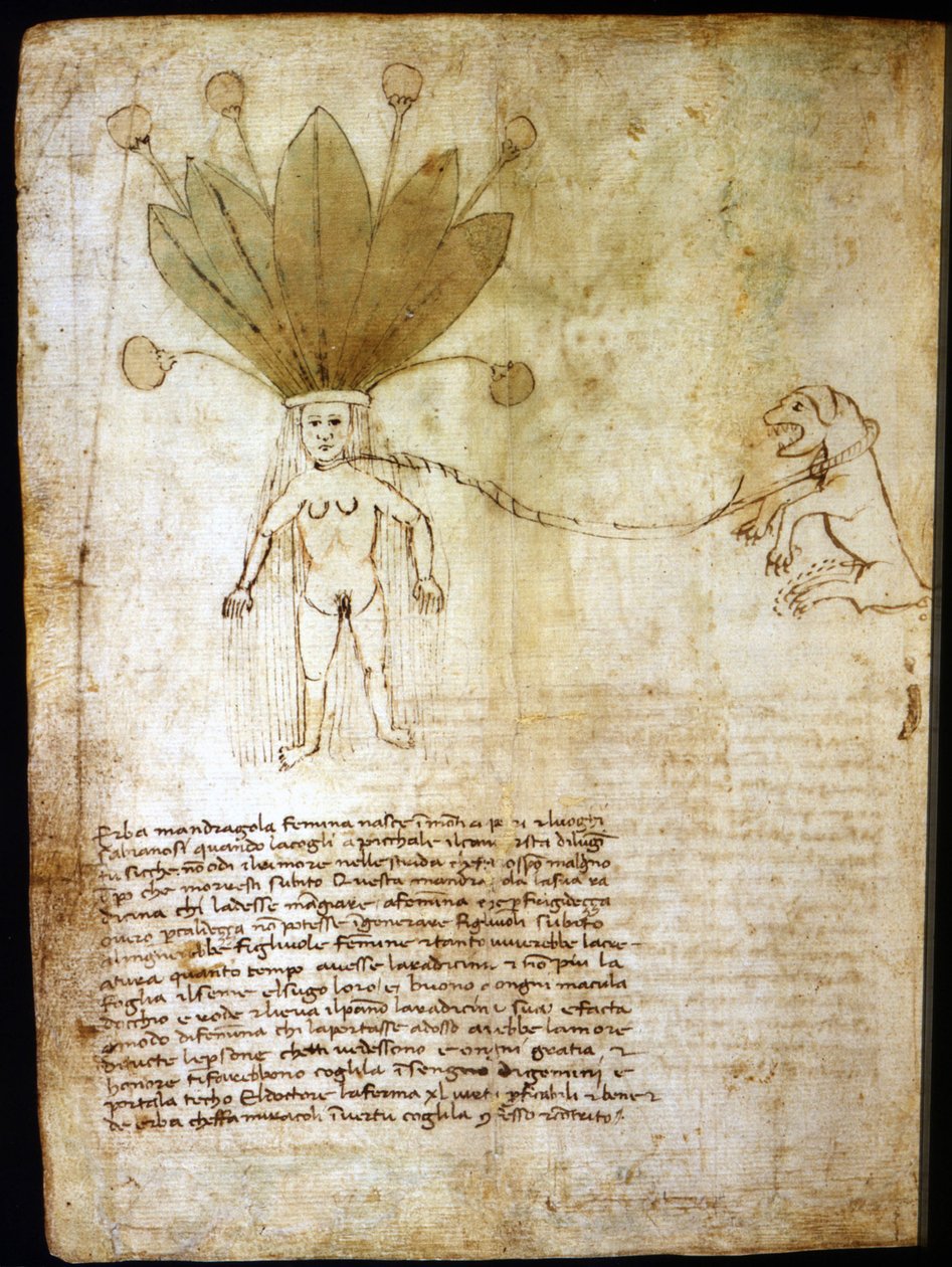 Kvinnelig mandrake, utvunnet fra en urt fra 1300-tallet. av Unknown artist