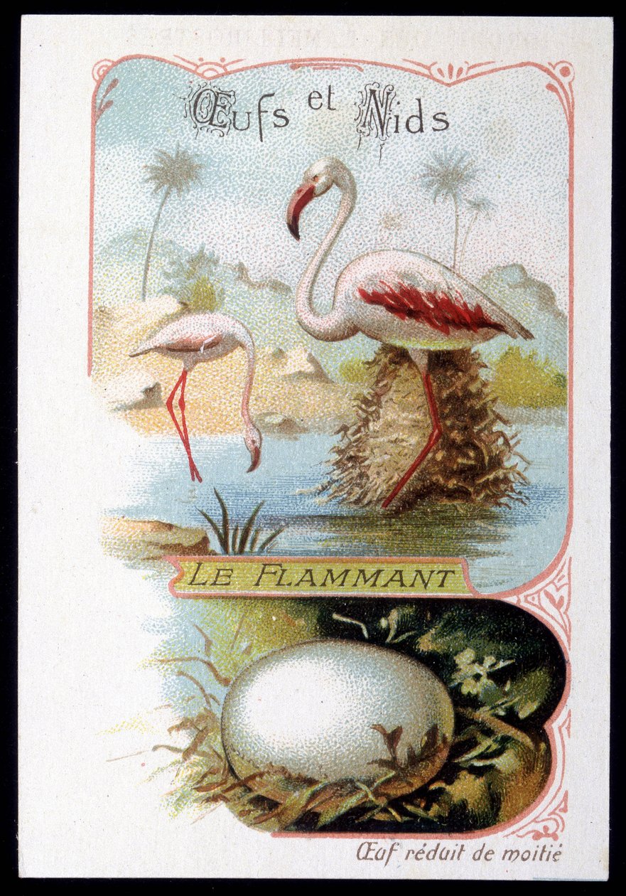 Flamingo - Egg og reir. 1800-talls kromolitografi. av Unknown artist