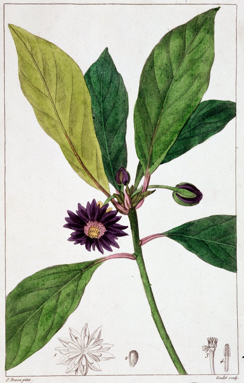 Florida Badiane - botanisk styre av Unknown artist