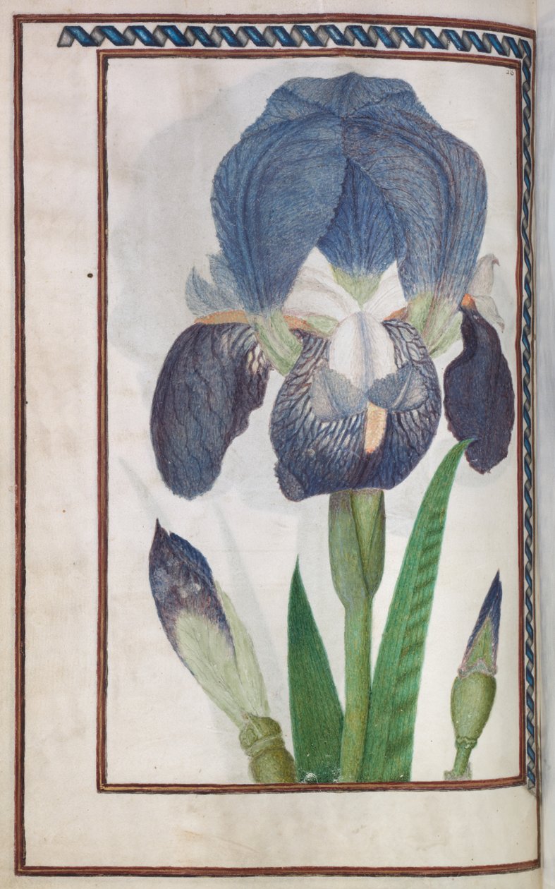 Florilegium: (side 14 verso) blå og hvit iris av Unknown artist