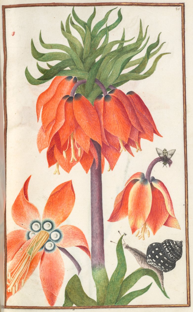 Florilegium: (side 19 recto) oransje fritillaria imperialis (keiserlig krone) av Unknown artist