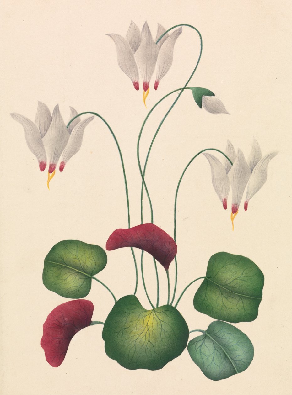 Blomst med tre blomster av Unknown artist