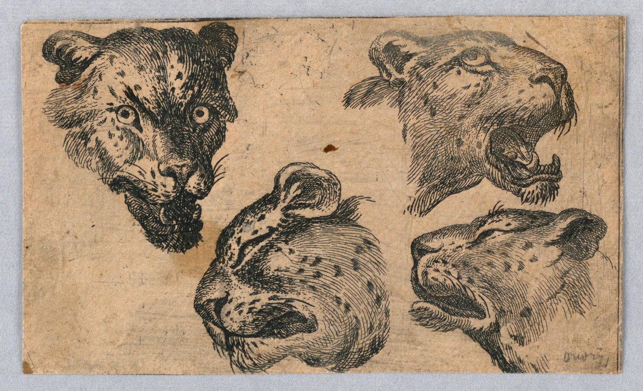 Fire studier av leopardhoder av Unknown artist
