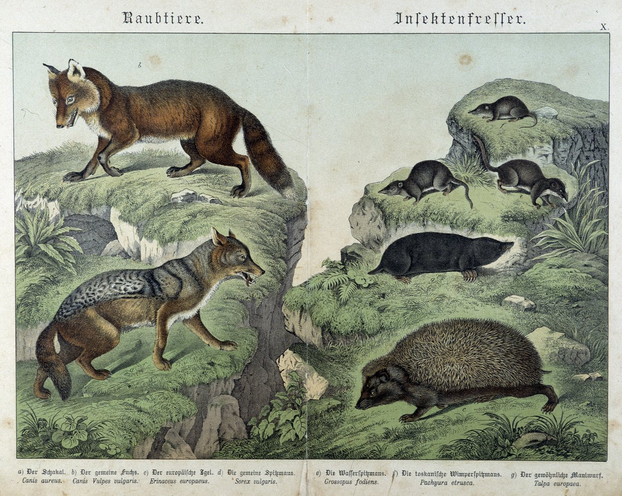 Rev, sølvrev, spissmus, føflekk og pinnsvin - i "" Natural histories of pattedyr", red. Schreiber av Unknown artist