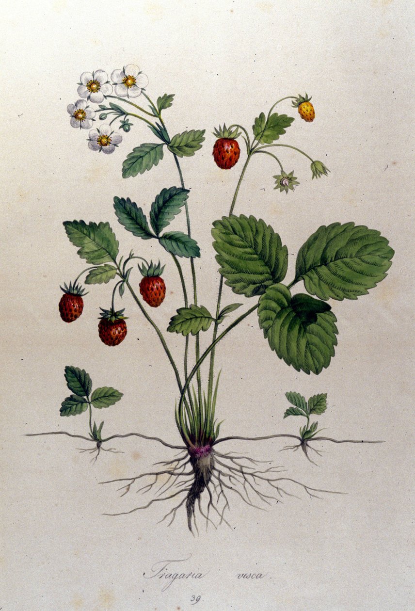 Fragaria Vesca (villjordbær). av Unknown artist