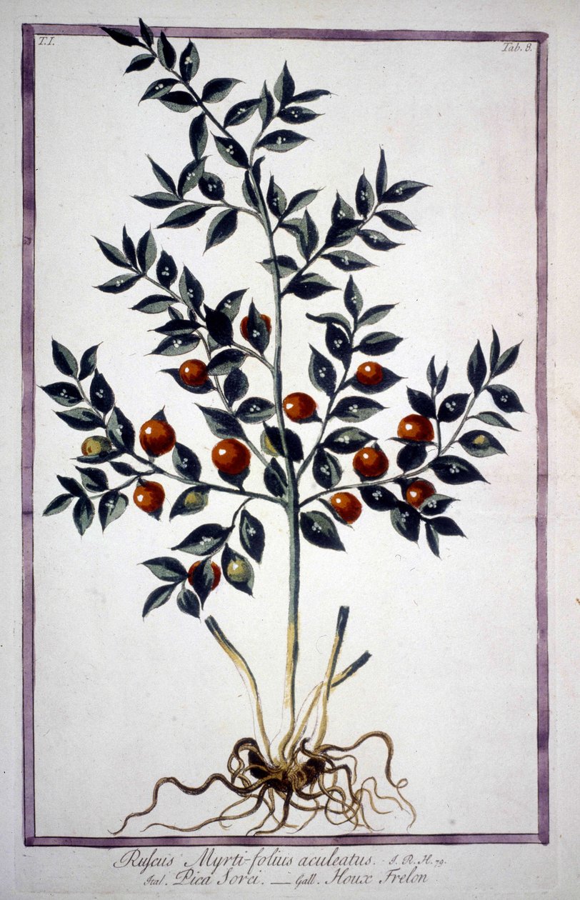 Fragon False Holly eller Small Holly (Ruscus) i et herbarium fra 1800-tallet. av Unknown artist
