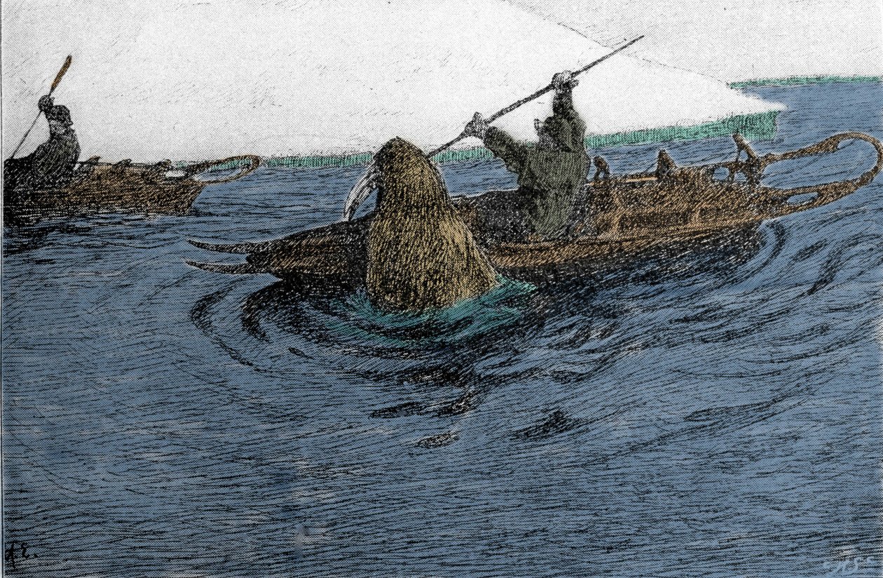 Fridtjof Nansen (1861-1930), norsk oppdagelsesreisende, angrepet av en hvalross under ekspedisjonen på Nordpolen i 1896. Han bærer Schlitte på kajakken. Gravering av 1800-tallet. av Unknown artist