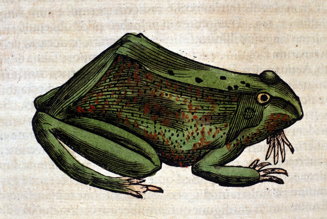 Frosk fra Historia Animalium av Conrad Gesner, Tiguri 1560. Biblioteca nazionale Braidense. Milan av Unknown artist