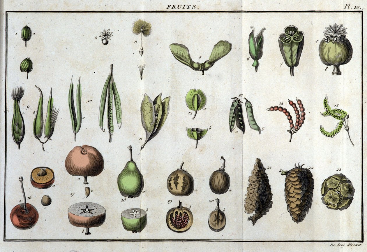 Frukt: i "" Flora Françoise, eller en kort beskrivelse av alle plantene som vokser naturlig i Frankrike, arrangert i henhold til en ny analysemetode som sitatet deres minst tvetydige dyder innen medisin og deres nytte i kunsten" av av Unknown artist