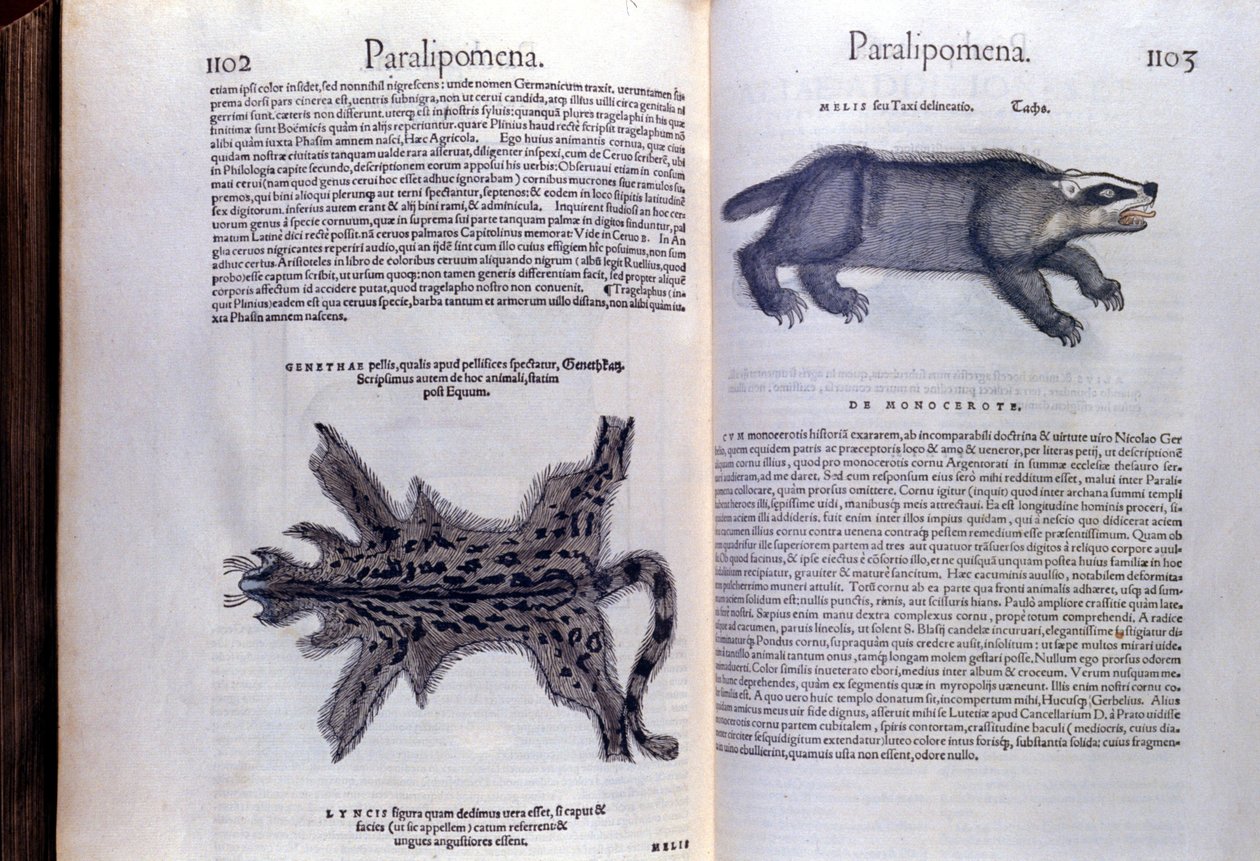 Pelsdyr - i Historia Animalium av Conrad Gesner (1516 - 1565), Tiguri av Unknown artist