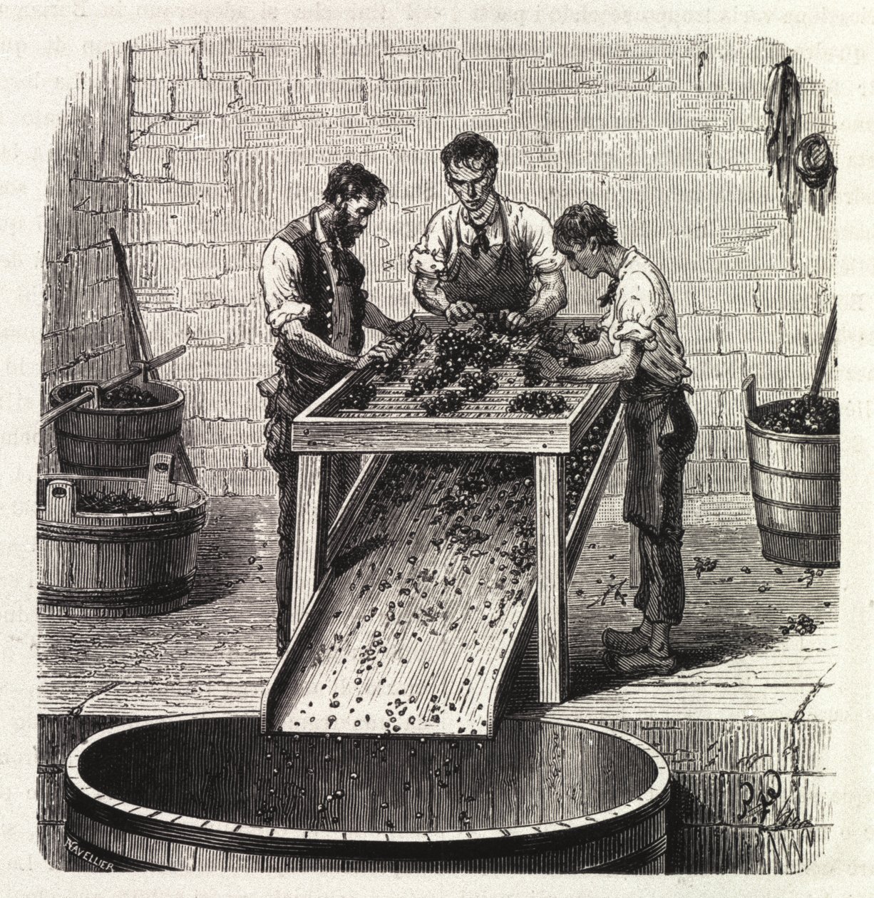 Sortering av druene på et rutenett under prosessen med å lage vinen av overlegen kvalitet fra Burgund. Gravering fra slutten av 1800-tallet av Unknown artist