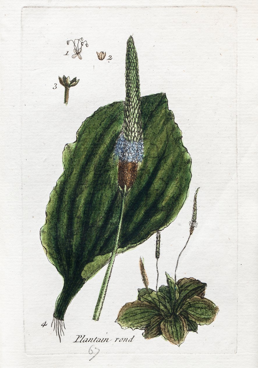 Stor plantain eller stor plantain av Unknown artist