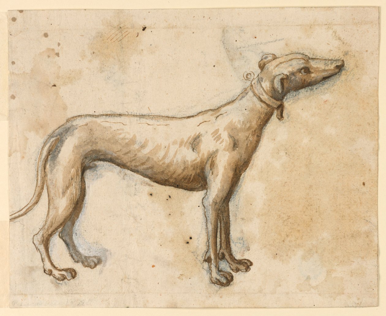 Greyhound av Unknown artist