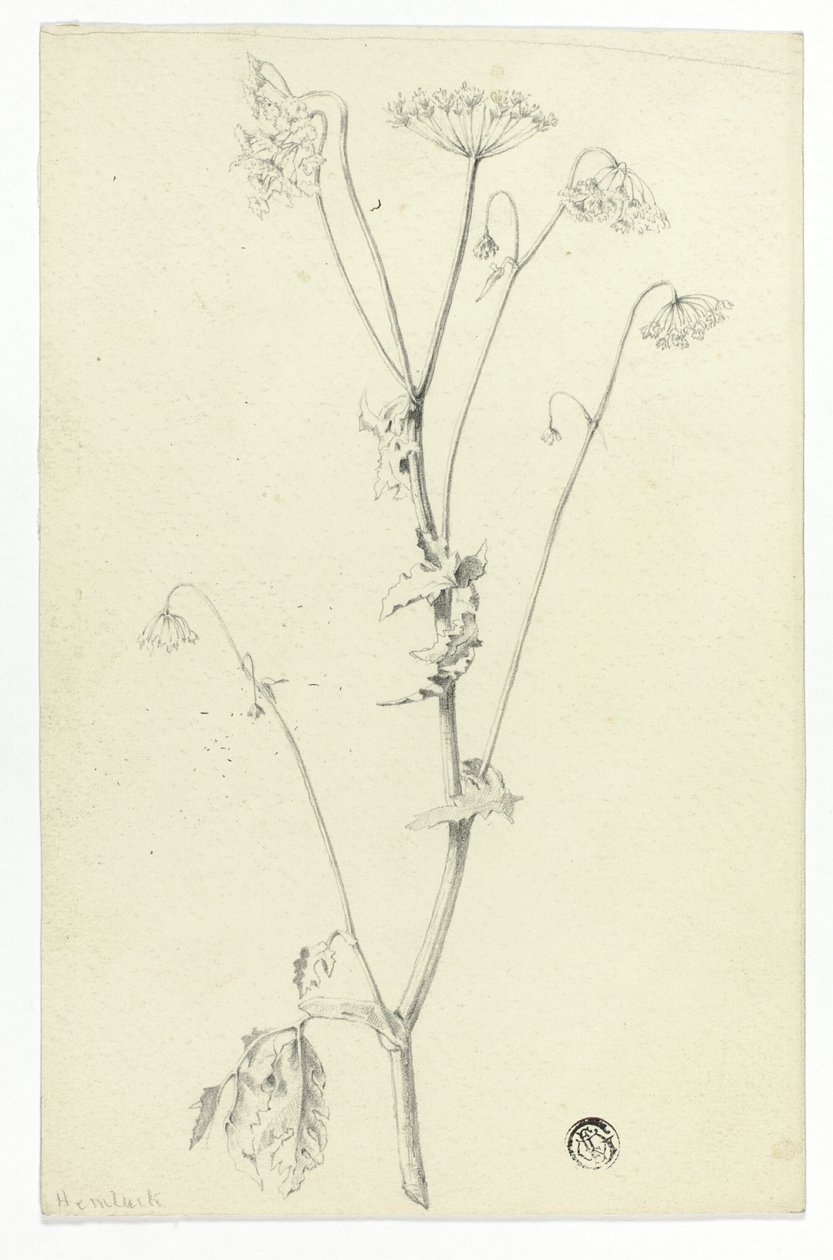 Hemlock av Unknown artist