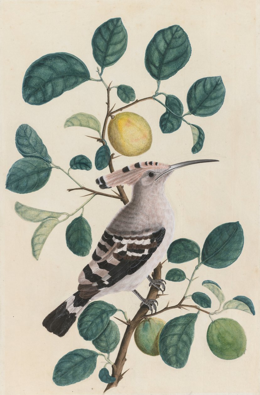 Hoopoe på en sitrustregren av Unknown artist