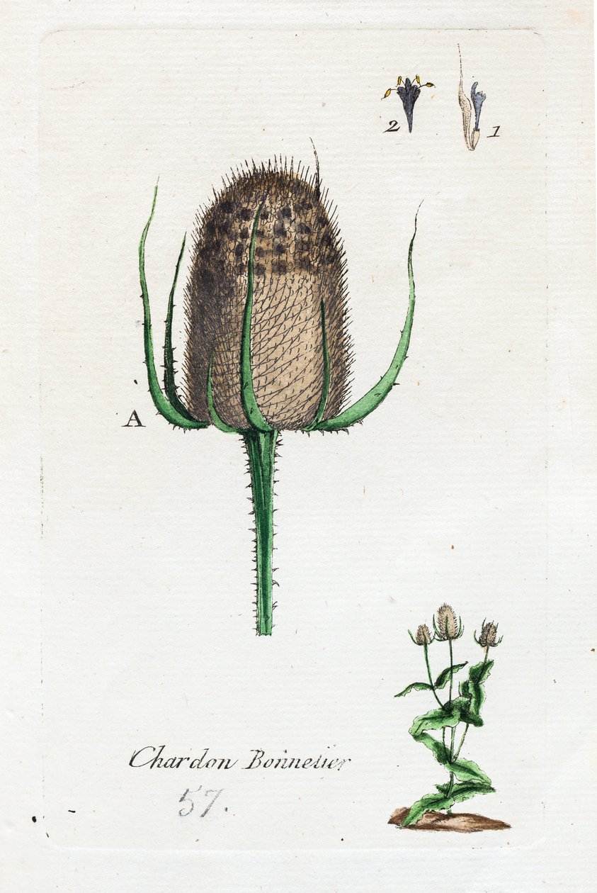 Strømpetistel av Unknown artist