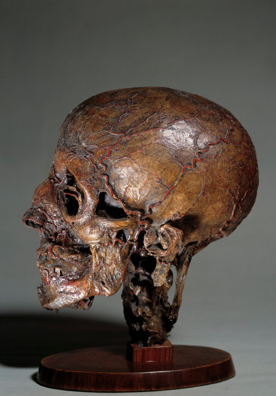 Menneskelig anatomisk hode laget ved hjelp av voksinjeksjoner. Privat samling fra 1700-tallet av Unknown artist