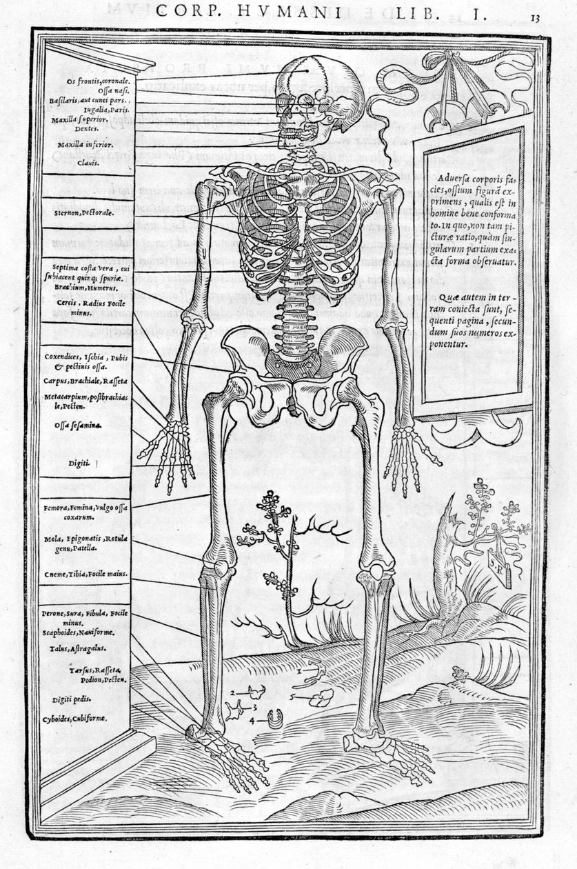 Menneskeskjelett, fremre del. Anatomisk plate av "" De dissectione partium corporis humani libri tre... "" Carlo Stefano Riverio, Paris 1545 av Unknown artist