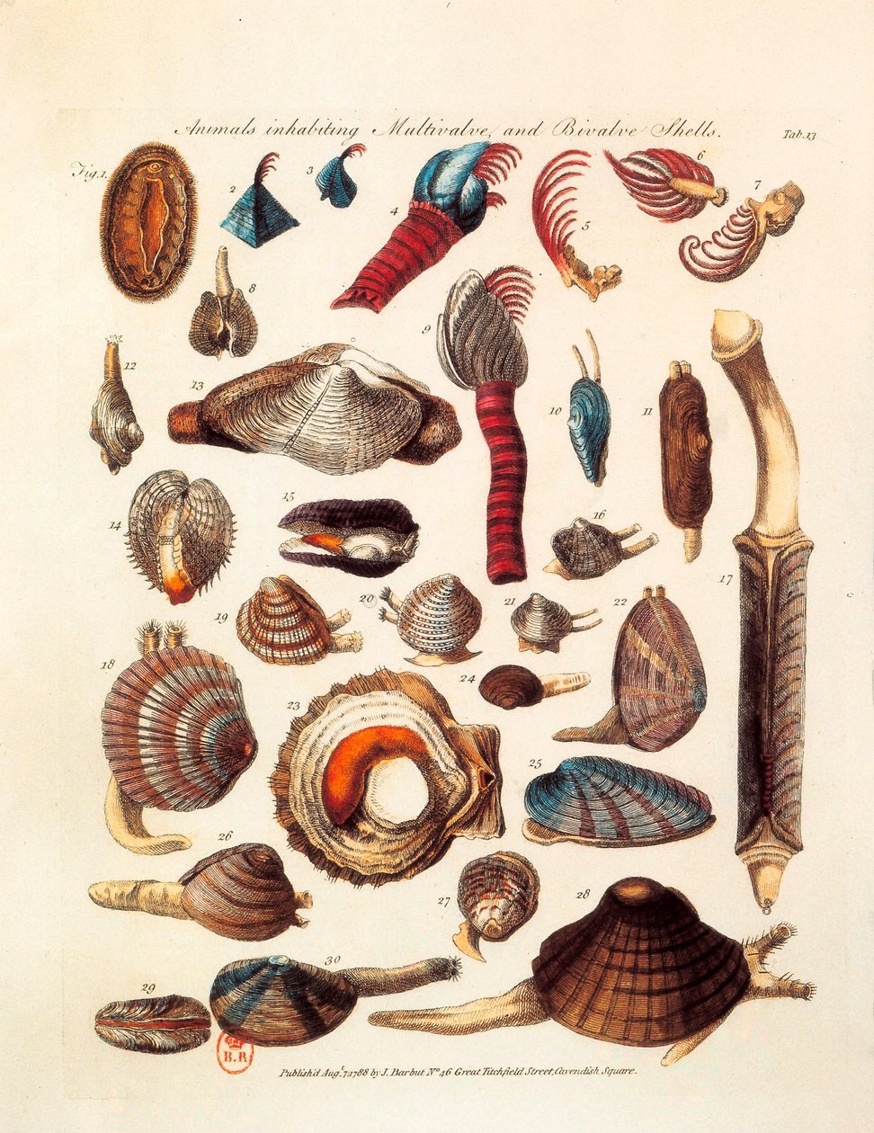 Illustrert side som representerer de forskjellige artene av toskallede og flerventilerte dyr hentet fra traktatene "The Genera Vermium" av Unknown artist