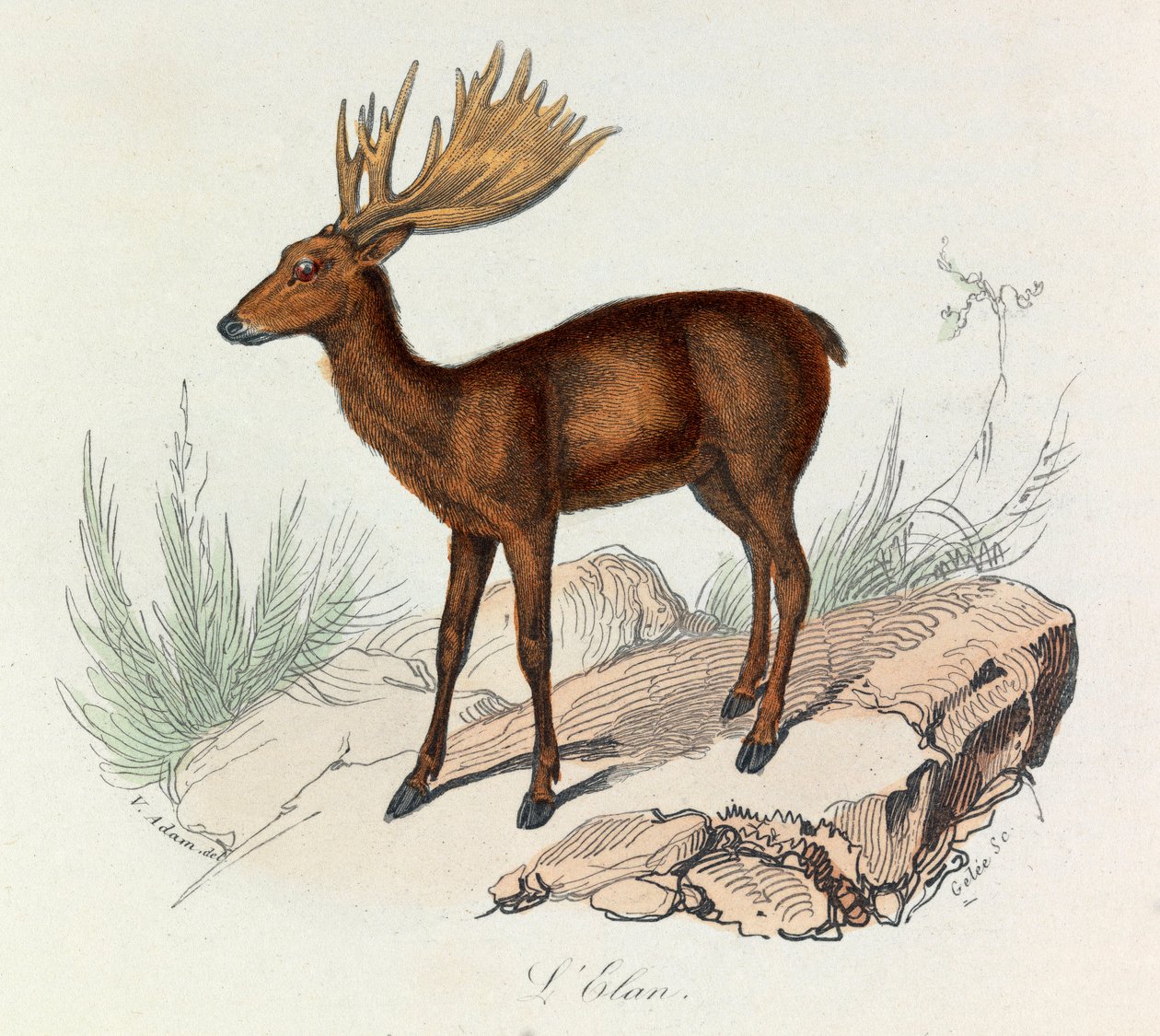 Illustrasjon fra boken «Buffons komplette verker»: Firfotingene: Elanen (gravering) av Unknown artist