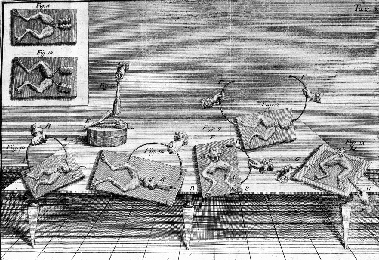 Illustrasjon av eksperimenter av Luigi Galvani, italiensk fysiker og lege (1737 - 1798) som forklarer passasjen av elektrisk strøm som beveger bena til en frosk. av Unknown artist