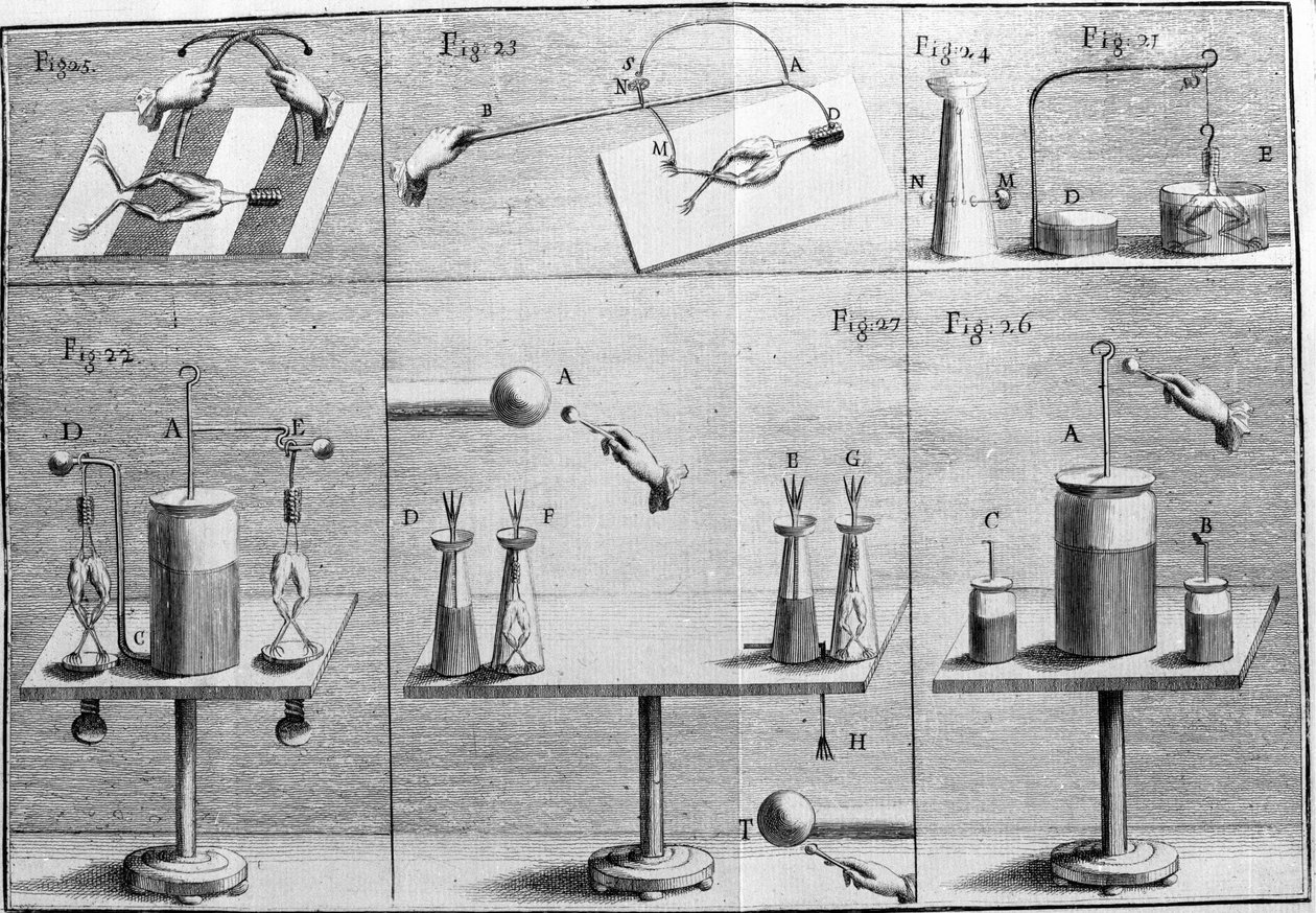 Illustrasjon av eksperimenter av Luigi Galvani, italiensk fysiker og lege (1737 - 1798) som forklarer passasjen av elektrisk strøm som beveger bena til en frosk. av Unknown artist