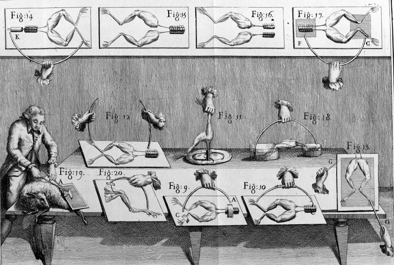 Illustrasjon av eksperimenter av Luigi Galvani, italiensk fysiker og lege (1737 - 1798) som forklarer passasjen av elektrisk strøm som beveger bena til en frosk. av Unknown artist