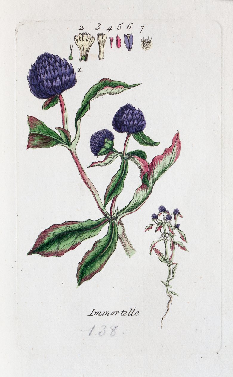 Immortelle (Amarantine, Gomphrena globose) av Unknown artist