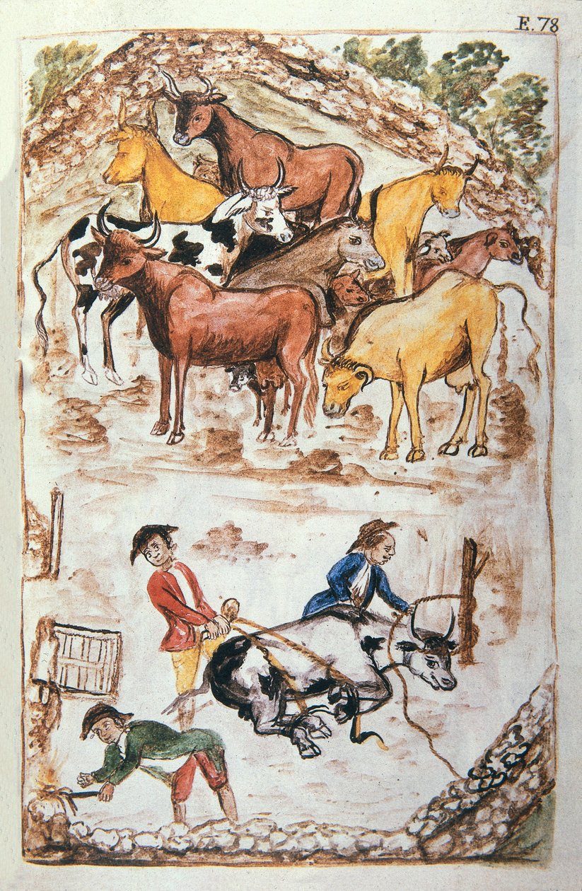 Indian Guardians of Cows, fra boken "Trujillo of Peru" eller "Codex Martinez Companion", av Balthazar Martinez Companion og Bujanda, biskop av Trujillo (1782-1785) av Unknown artist