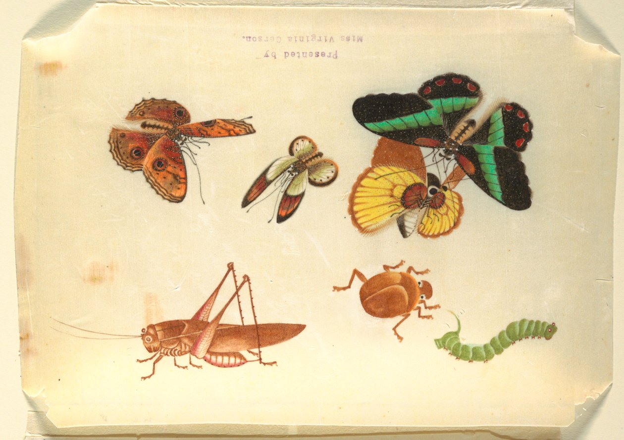 Insekter av Unknown artist