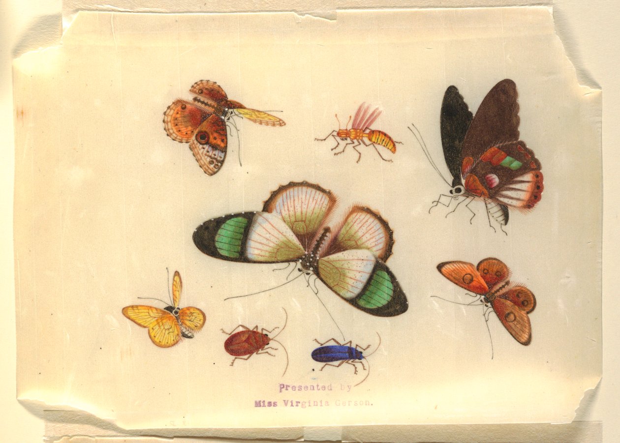 Insekter av Unknown artist